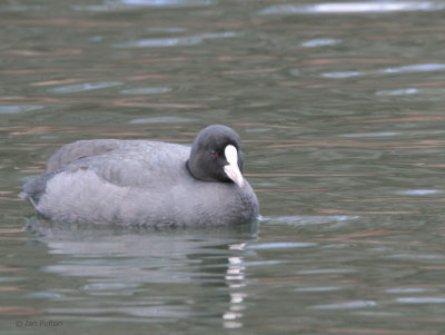 Common Coot, Karuizawa, Honshu, Japan