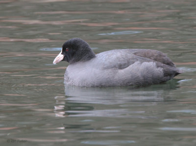 Common Coot, Karuizawa, Honshu, Japan