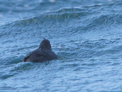 Crested Auklet, Ochiishi pelagic, Hokkaido, Japan