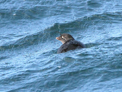 Crested Auklet, Ochiishi pelagic, Hokkaido, Japan