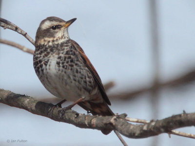 Dusky Thrush, Karuizawa, Honshu, Japan