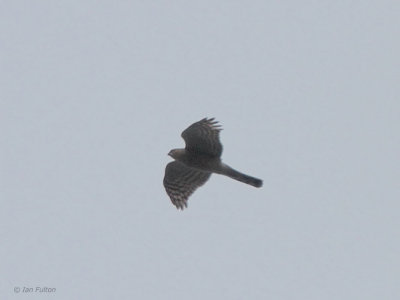 Eurasian Sparrowhawk, Izumi, Kyushu, Japan