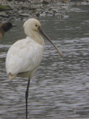Eurasian Spoonbill, Izumi, Kyushu, Japan