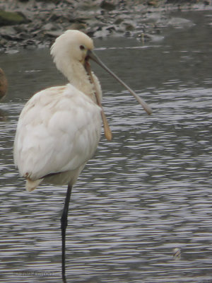 Eurasian Spoonbill, Izumi, Kyushu, Japan
