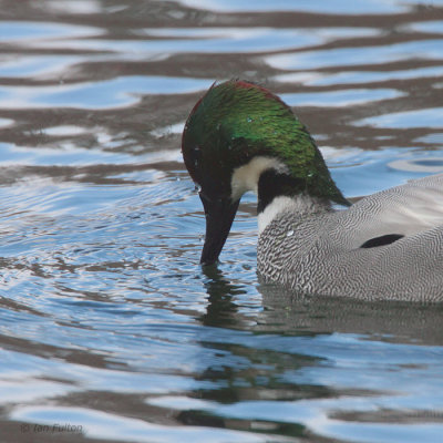 Falcated Duck, Karuizawa, Honshu, Japan