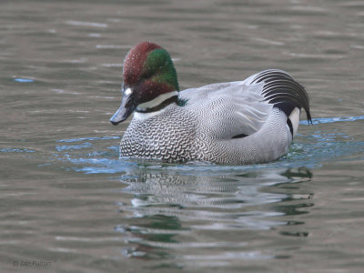 Falcated Duck, Karuizawa, Honshu, Japan