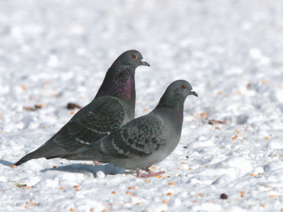Feral Pigeon, Akan Crane Centre, Hokkaido, Japan