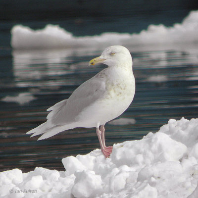 Glaucous Gull, Rausu Harbour, Hokkaido, Japan