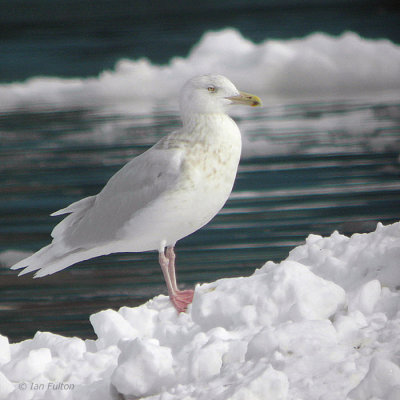 Glaucous Gull, Rausu Harbour, Hokkaido, Japan