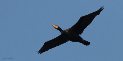 Great Cormorant, Sendai River, Kyushu, Japan