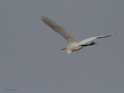 Great Egret, Izumi, Kyushu, Japan