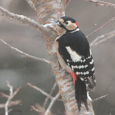 Great Spotted Woodpecker, Karuizawa, Honshu, Japan