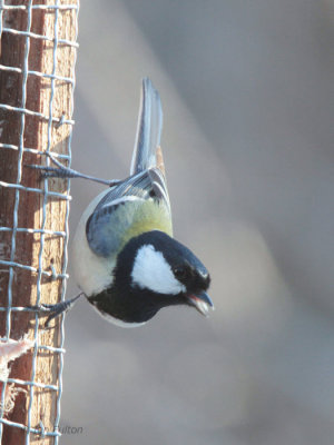 Eastern Great Tit, Karuizawa, Honshu, Japan