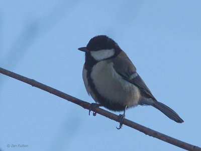 Eastern Great Tit, Karuizawa, Honshu, Japan