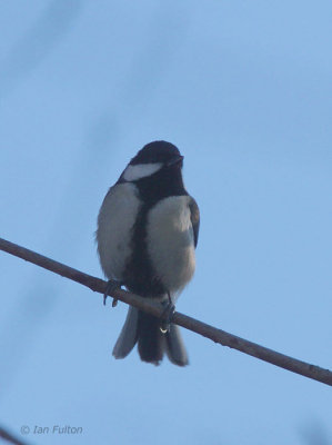 Eastern Great Tit, Karuizawa, Honshu, Japan