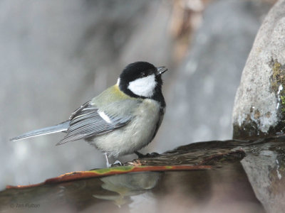 Eastern Great Tit, Karuizawa, Honshu, Japan