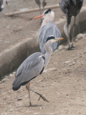 Grey Heron, Arasaki Crane Centre, Kyushu, Japan