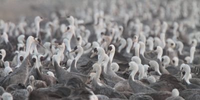 Hooded Crane, Izumi, Kyushu, Japan