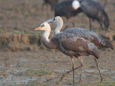 Hooded Crane, Izumi, Kyushu, Japan