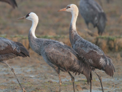 Hooded Crane, Izumi, Kyushu, Japan