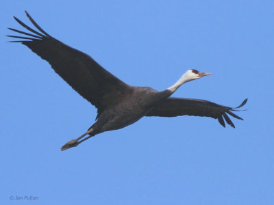 Hooded Crane, Izumi, Kyushu, Japan