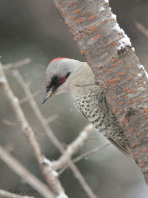 Japanese Green Woodpecker, Karuizawa, Honshu, Japan