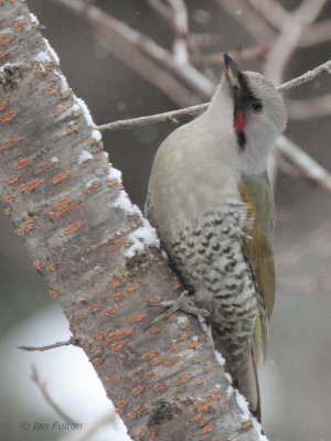 Japanese Green Woodpecker, Karuizawa, Honshu, Japan
