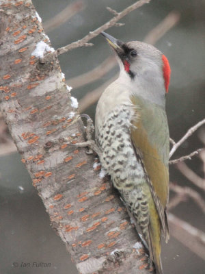 Japanese Green Woodpecker, Karuizawa, Honshu, Japan