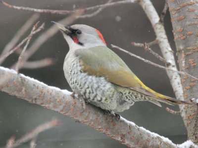 Japanese Green Woodpecker, Karuizawa, Honshu, Japan