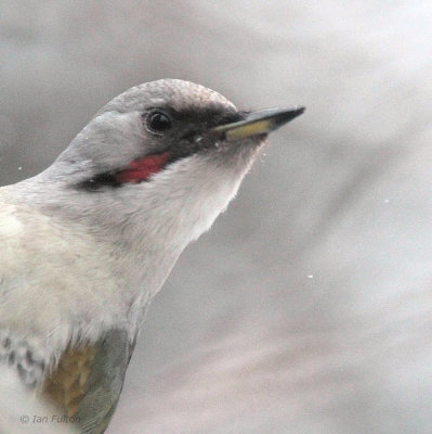 Japanese Green Woodpecker, Karuizawa, Honshu, Japan