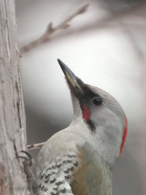 Japanese Green Woodpecker, Karuizawa, Honshu, Japan