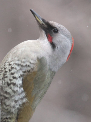 Japanese Green Woodpecker, Karuizawa, Honshu, Japan