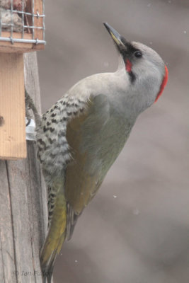 Japanese Green Woodpecker, Karuizawa, Honshu, Japan