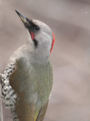 Japanese Green Woodpecker, Karuizawa, Honshu, Japan