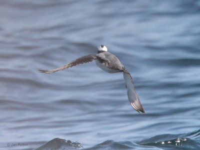 Japanese Murrelet, Kadogawa pelagic, Kyushu, Japan