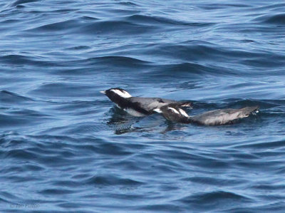 Japanese Murrelet, Kadogawa pelagic, Kyushu, Japan