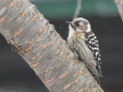 Japanese Pygmy Woodpecker, Karuizawa, Honshu, Japan