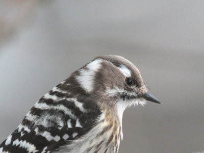 Japanese Pygmy Woodpecker, Karuizawa, Honshu, Japan