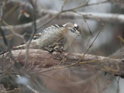 Japanese Pygmy Woodpecker, Jigokudani Monkey Park, Honshu, Japan