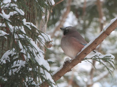 Jay, Jigokudani Monkey Park, Honshu, Japan