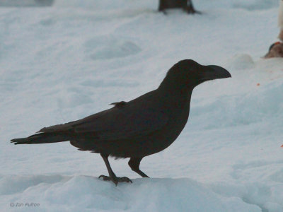 Large-billed Crow, Rausu pelagic, Hokkaido, Japan