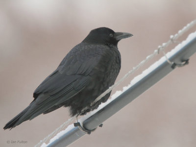 Large-billed Crow, Minshuku Washi-no-yado, Rausu, Hokkaido, Japan