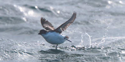 Least Auklet, Ochiishi pelagic, Hokkaido, Japan