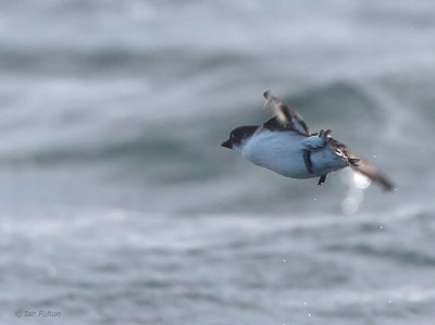 Least Auklet, Ochiishi pelagic, Hokkaido, Japan