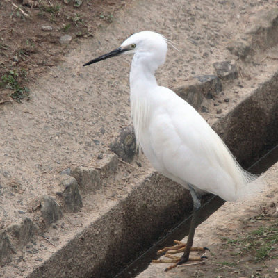 Little Egret