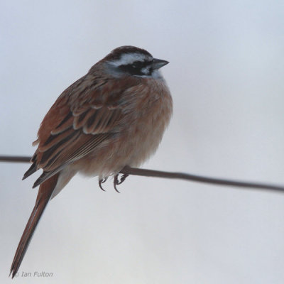 Meadow Bunting, Karuizawa, Honshu, Japan