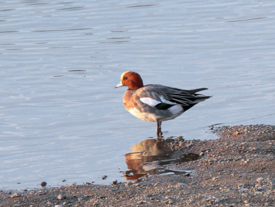 Eurasian Wigeon, Sendai River, Kyushu, Japan