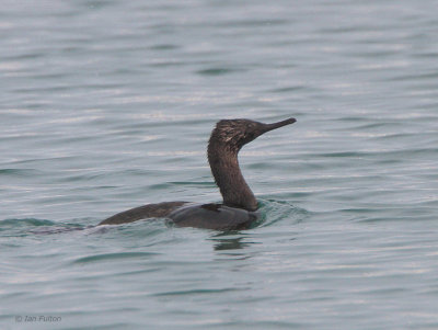 Pelagic Cormorant, Rausu area, Hokkaido, Japan