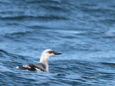 Pigeon Guillemot, Ochiishi pelagic, Hokkaido, Japan