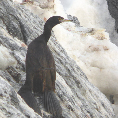 Red-faced Cormorant, Nemuro area, Hokkaido, Japan